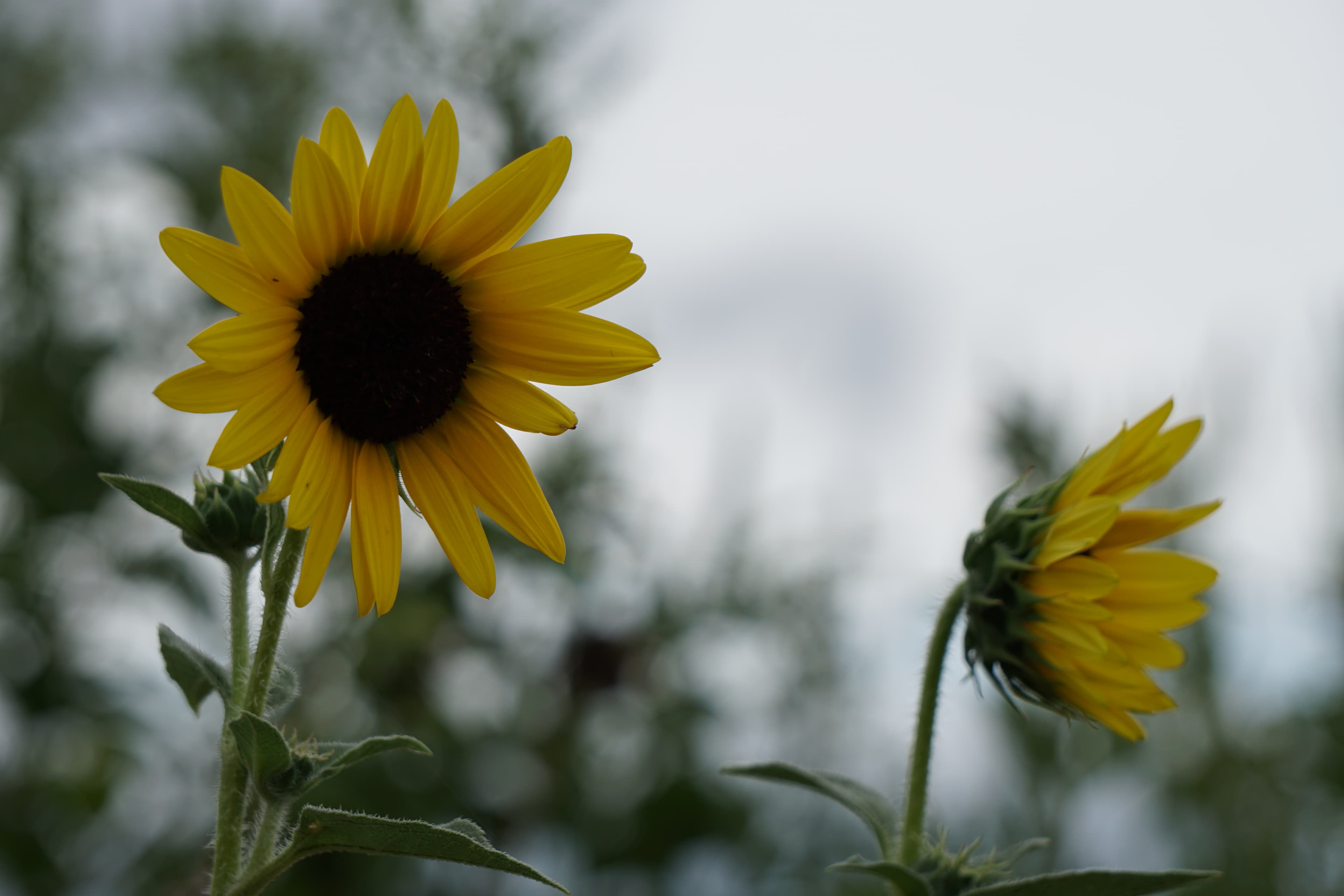 sunflowers-hero